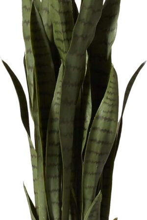 Green 4855 35in. Sansevieria with Black Planter